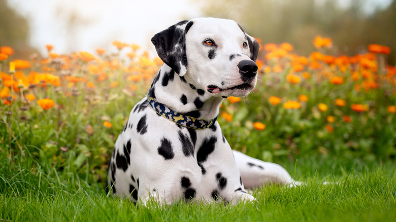 A dalmatian relaxing in grass.