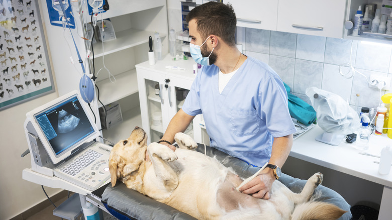 A pregnant dog getting an ultrasound.