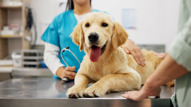 A golden retriever at the vet.