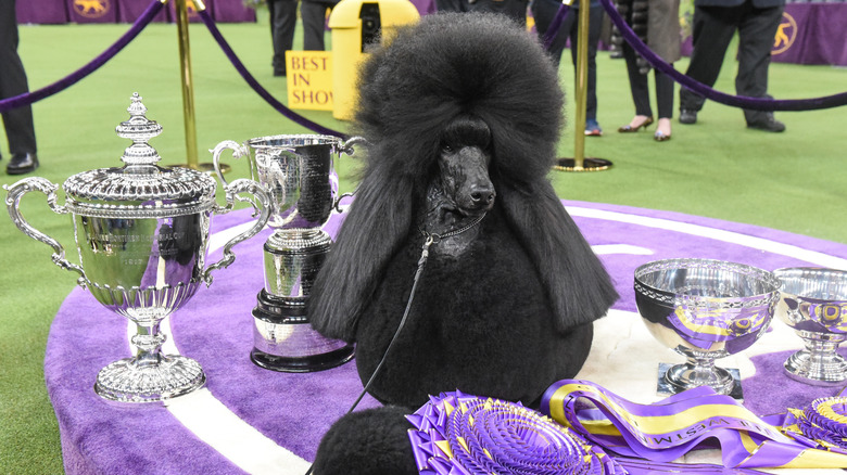 A breed standard poodle at a conformation competition.