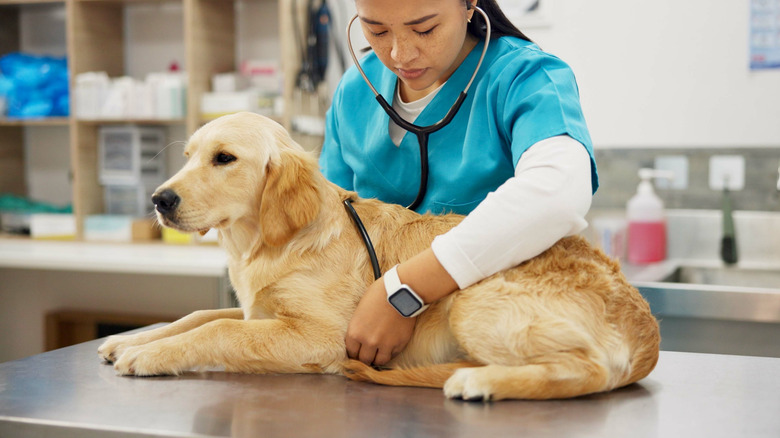 A dog being examined at the vet.