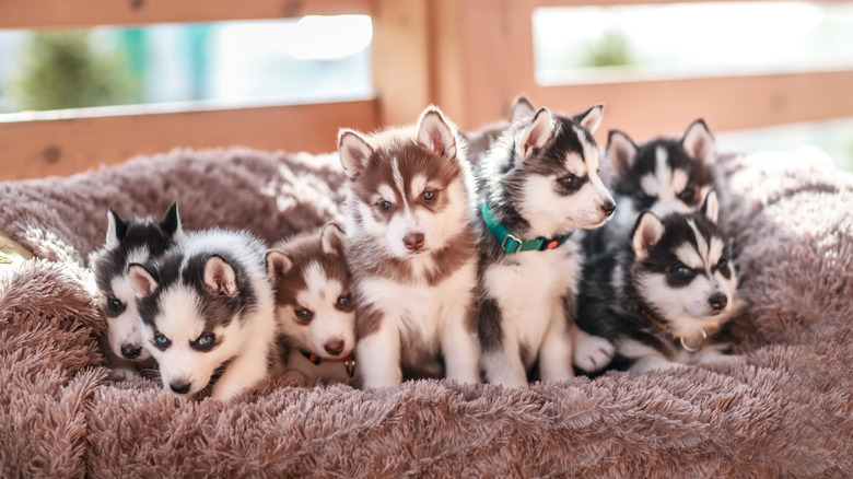 A litter of husky puppies.