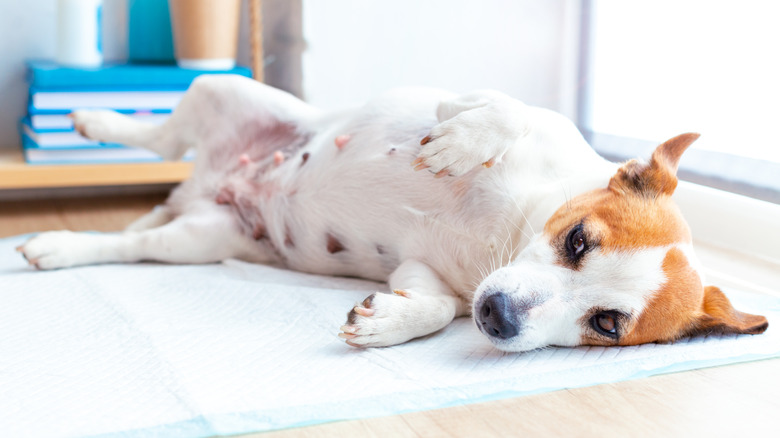 A pregnant Jack Russell terrier on its back.