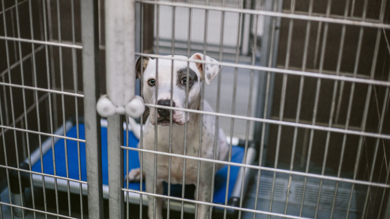 A pitbull at an animal shelter.