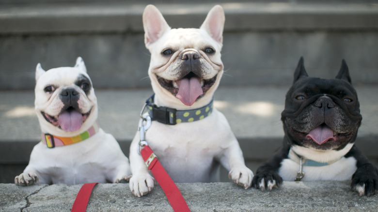 Three French bulldogs.