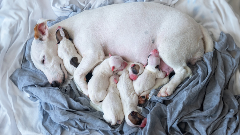 A mother dog asleep with her puppies.