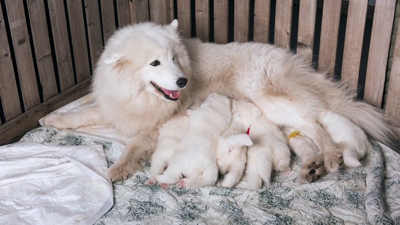 A samoyed with puppies.