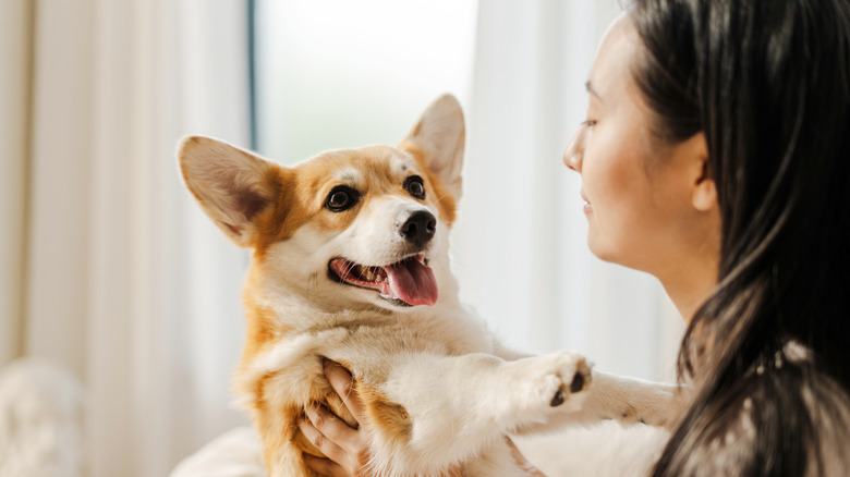 A woman looking at her corgi