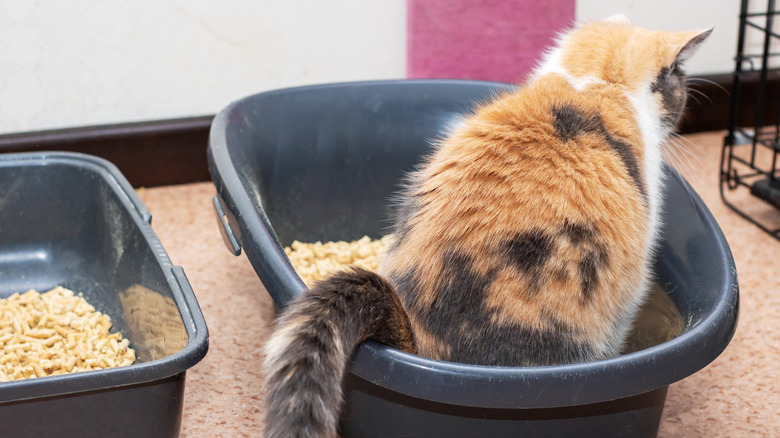 cat using their litter box with an extra litter box next to it