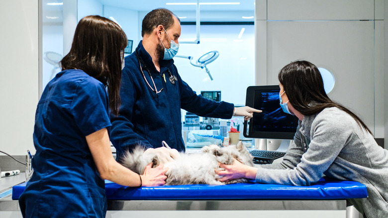 vets looking over a cat's scan