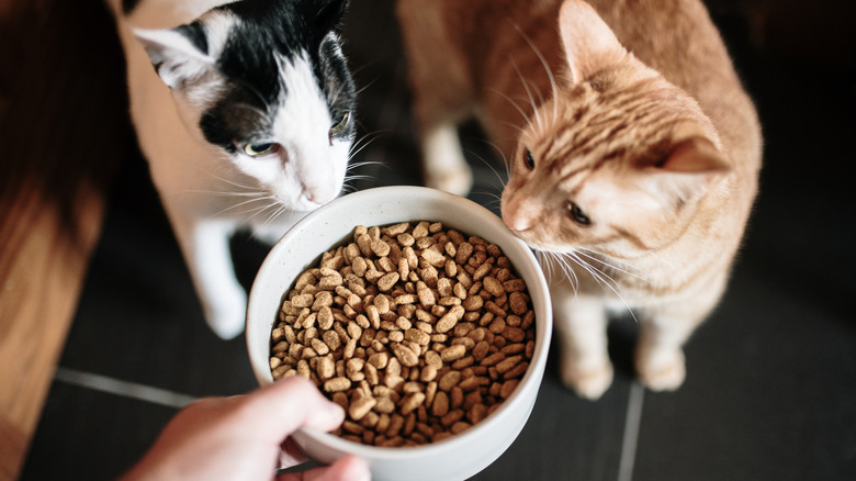 two cats sharing a bowl of food