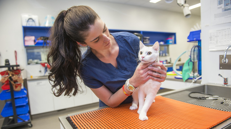 vet examining white cat