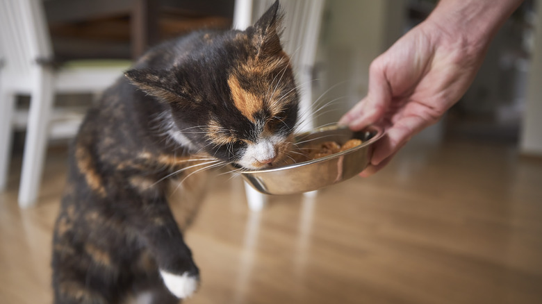 cat eagerly eating their food from metal bowl