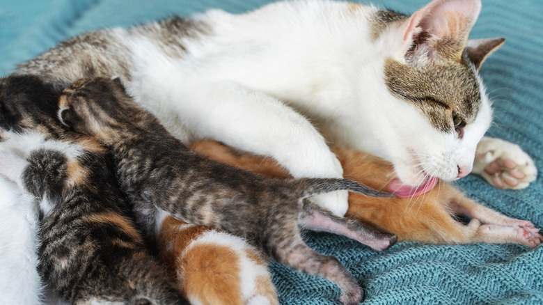 mother cat nursing and licking her kittens