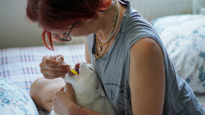 person syringing medication into cat's mouth