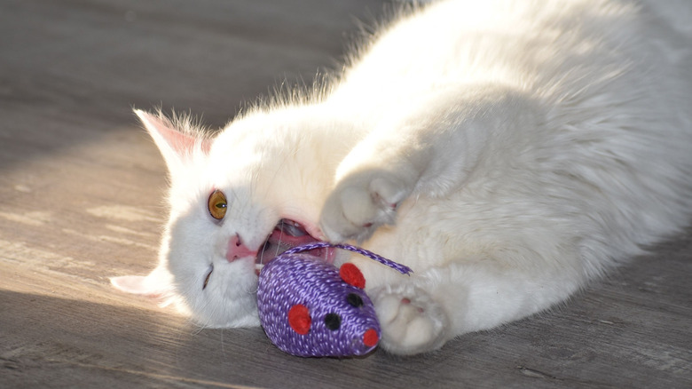 white cat playing with mouse toy