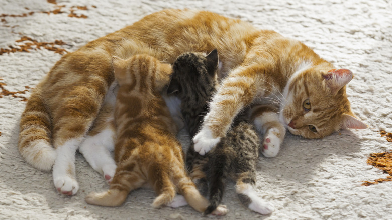 orange mother cat nursing her two kittens