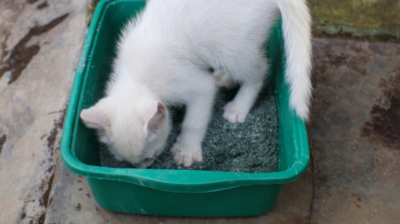 cat eating out of their litter box