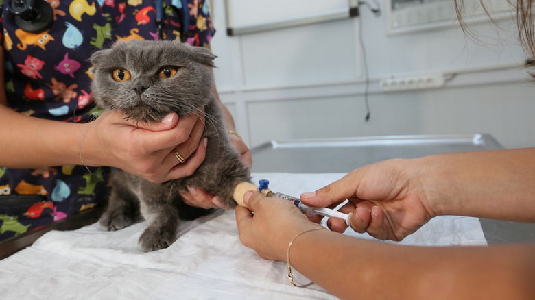 cat receiving treatment from the vet