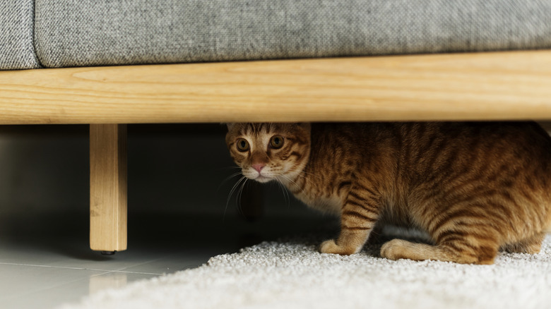 a cat hiding under a sofa