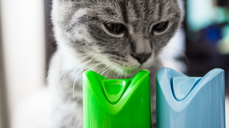 A cute gray kitten sniffs at the lids of two aerosol air fresheners