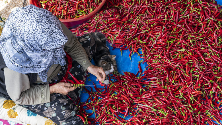 A cat keeps a woman company as she strings whole peppers on a piece of wire