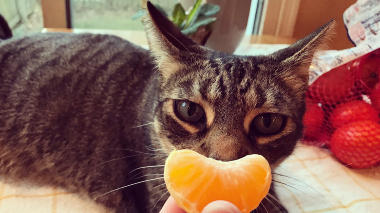 A human hand holds a single clementine slice up in front of a tabby cat, with the slice mimicking the shape of a grin