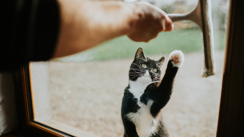 A black and white cat paws at a window as a human squeegees it from the other side