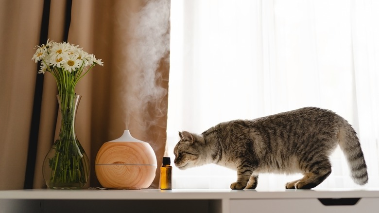 A cat crouches and sniffs at an aromatherapy diffuser, with a vase of daisies beside it