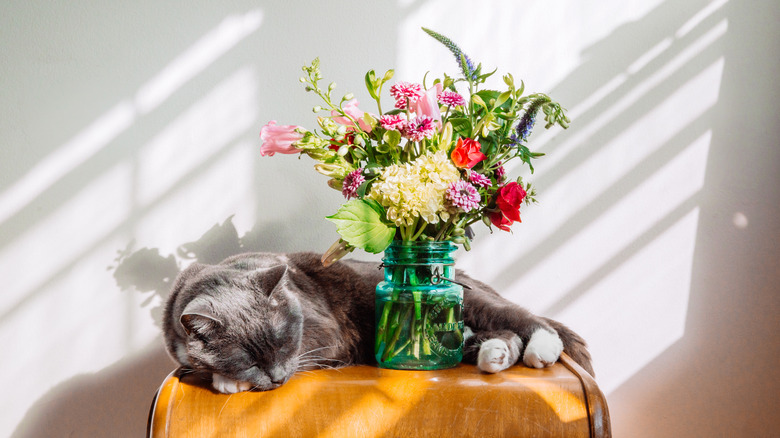 a gray cat sleeps in a sunbeam, curled around a vase of colorful flowers