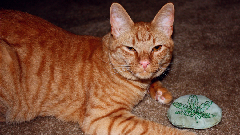 An orange tabby cat crouches over a cat toy with a marijuana leaf depicted on it, looking vaguely high.