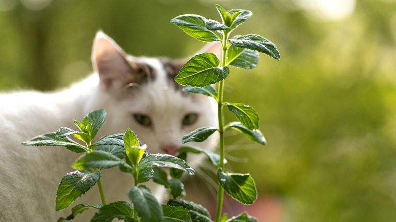 a mostly white cat looks out through the branches of a small mint plant