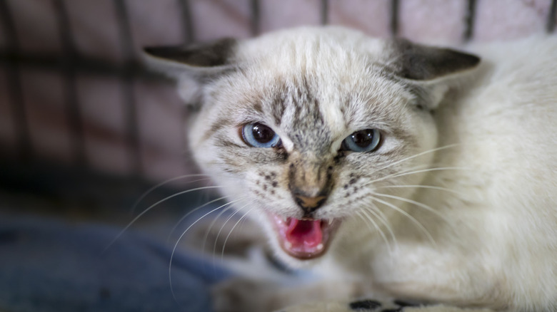 A buff-colored cat has its ears flattened and is hissing