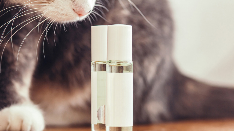 A cute cat sniffs at a bottle of roll-on perfume