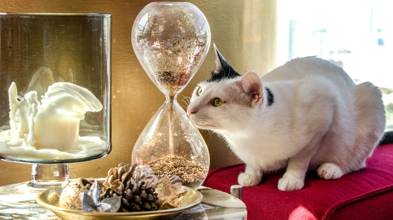 A mostly white cat sniffs at decorative items on a beside table, including potpourri and a candle