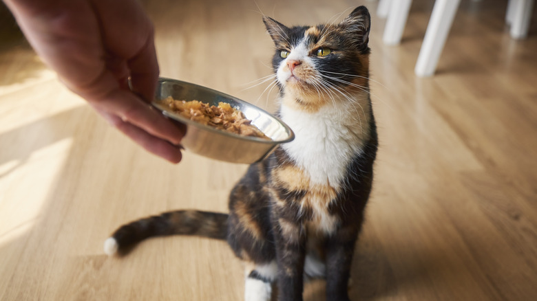 A human hand offers food in a small bowl to a cat, who looks unimpressed