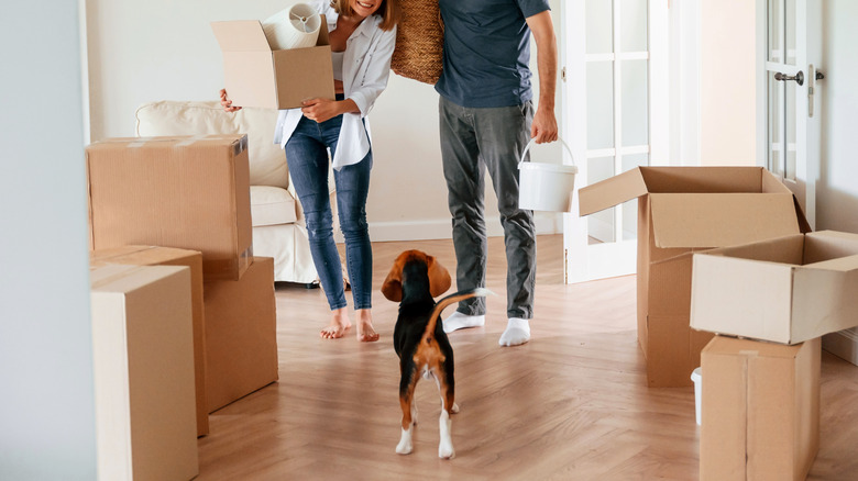 A beagle dog looks up at a couple carrying moving boxes