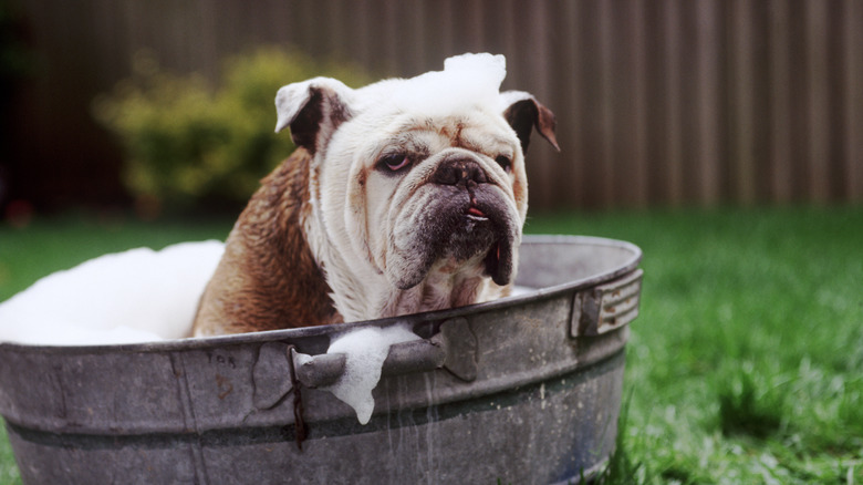 A bulldog taking an outdoor bath looks angrily at the camera