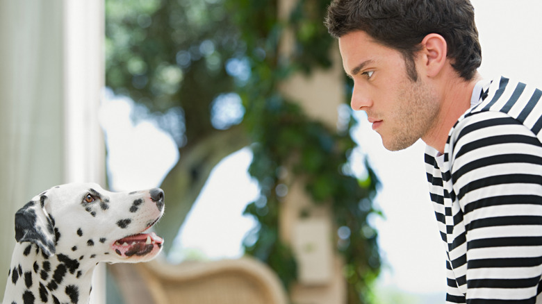 A man stares intensely at a Dalmatian dog