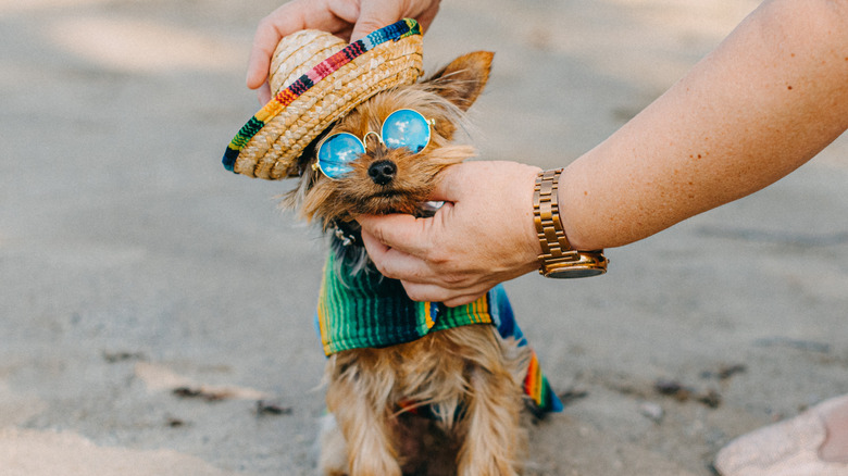 A Yorkshire terrier dog wears a silly costume consisting of a colorful cape, a straw hat, and glasses