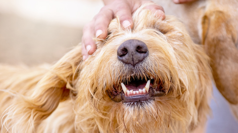 Close up of a dog with a hand on the top of their head