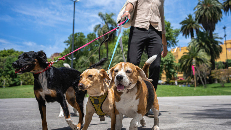 Three dogs walk with tight leashes on a sunny street