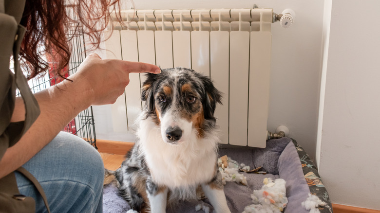 An Australian shepherd dog looks afraid while being scolded