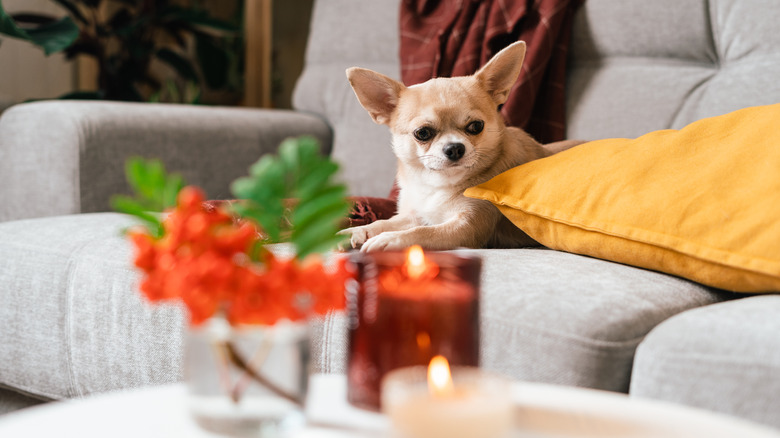 A chihuahua lies on a couch with two candles burning in the foreground