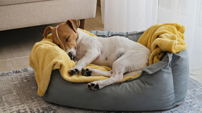 A Jack Russel terrier sleeps peacefully in a cozy dog bed