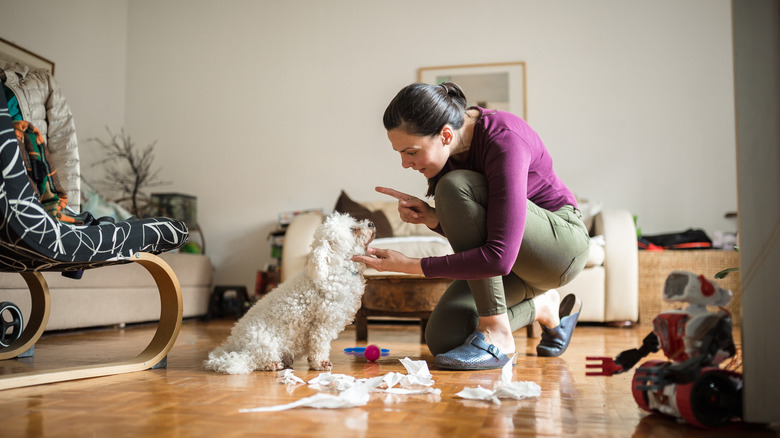 A woman crouches on the floor scolding a fluffy white dog