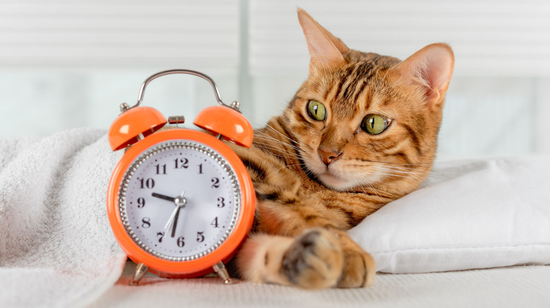 a short-haired orange cat is partially under a blanket in bed, eyeing an orange alarm clock suspiciously