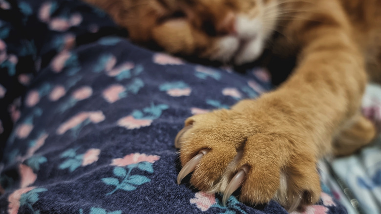 close-up of a brownish cat's paw and claws, hooked into fabric that might be a pillow cover