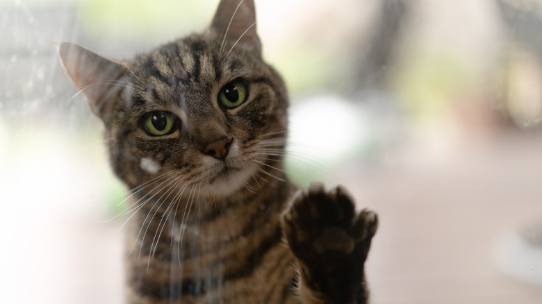 A gray tabby stares in through glass with sad eyes, one paw pressed up against the glass