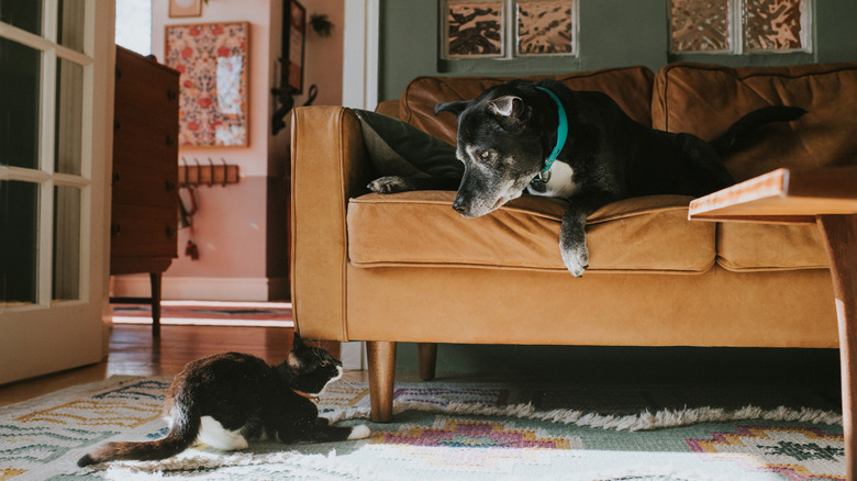 A cat crouches on the floor, looking up at a gray-muzzled dog on a couch